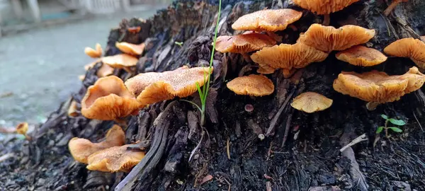 Ağaçlarda yetişen yabani mantarlara yakın