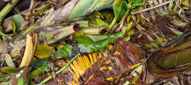 Yere düşmüş ve kurumuş muz yaprakları.