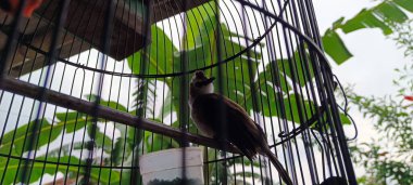 Evin terasında kafesteki kuş.