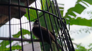 Evin terasında kafesteki kuş.