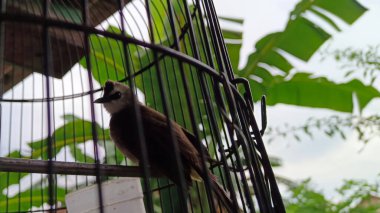 Evin terasında kafesteki kuş.