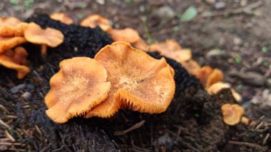 Ağaçlarda yetişen yabani mantarlara yakın