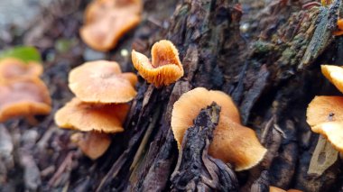 Ağaçlarda yetişen yabani mantarlara yakın