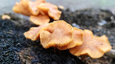 Ağaçlarda yetişen yabani mantarlara yakın