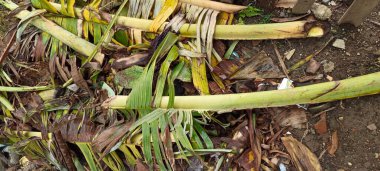Yere düşmüş ve kurumuş muz yaprakları.