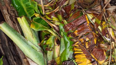 Yere düşmüş ve kurumuş muz yaprakları.