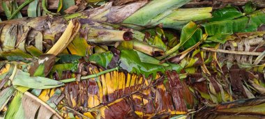 Yere düşmüş ve kurumuş muz yaprakları.