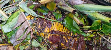 Yere düşmüş ve kurumuş muz yaprakları.