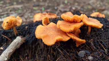 Ağaçlarda yetişen yabani mantarlara yakın
