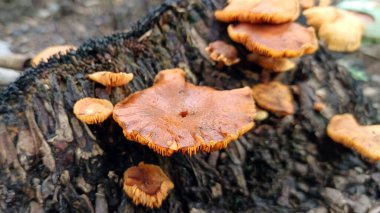 Ağaçlarda yetişen yabani mantarlara yakın