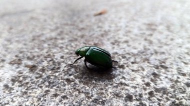 Yerdeki Avrupa gül çürütücü böceğini kapat