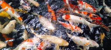 Gölde beslenen koi balıklarına yakın çekim