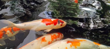 Gölde beslenen koi balıklarına yakın çekim