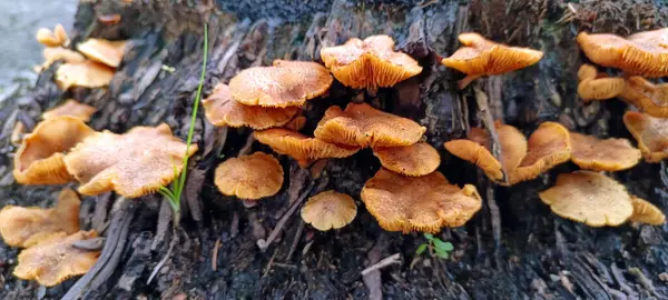 Ağaçlarda yetişen yabani mantarlara yakın