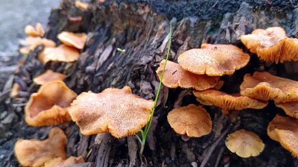 Ağaçlarda yetişen yabani mantarlara yakın