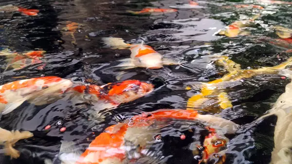 Gölde beslenen koi balıklarına yakın çekim