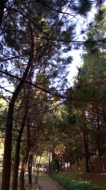 Yaz bahçesinde bir sürü yeşil ağacı olan güzel bir bahçe.