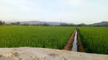 Kırsaldaki yeşil pirinç tarlalarının manzarası