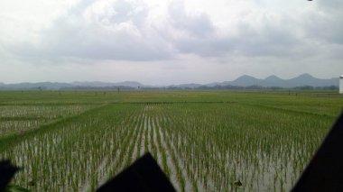 Kırsaldaki yeşil pirinç tarlalarının manzarası