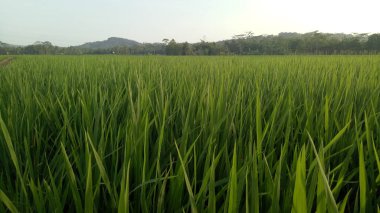 Kırsaldaki yeşil pirinç tarlalarının manzarası