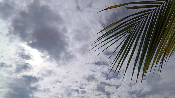 Hindistan cevizi ağacı yapraklarının silueti ile berrak gökyüzü görüntüsü