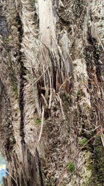 Eski bir yosun ağacının gövdesine yakın