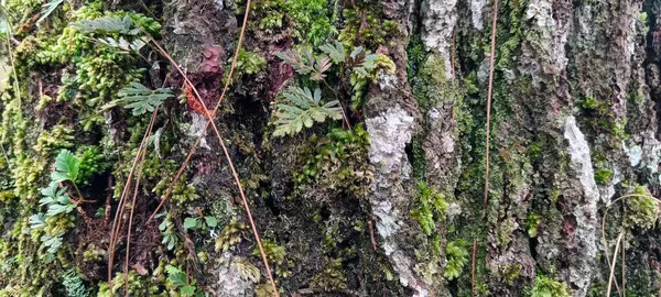 Eski bir yosun ağacının gövdesine yakın