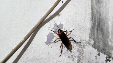 Hamamböceği Böcekleri Soyulan Duvarlarda