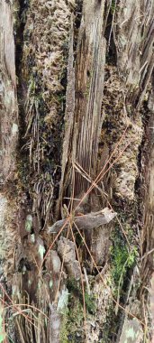 Eski bir yosun ağacının gövdesine yakın