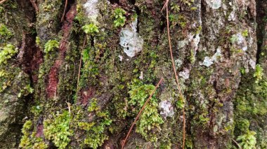 Eski bir yosun ağacının gövdesine yakın