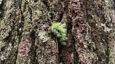 Eski bir yosun ağacının gövdesine yakın
