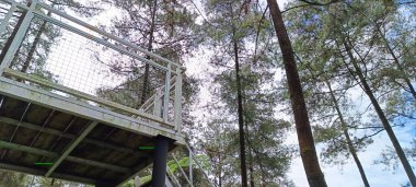 Parlak bulutlu çam ormanının alçak açılı manzarası