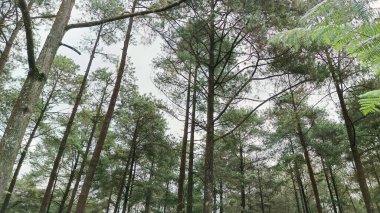 Parlak bulutlu çam ormanının alçak açılı görüntüsü