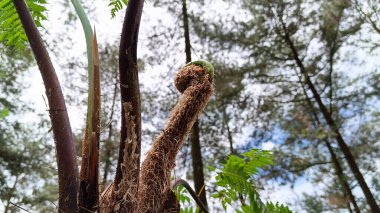 Parlak bulutlu çam ormanının alçak açılı görüntüsü