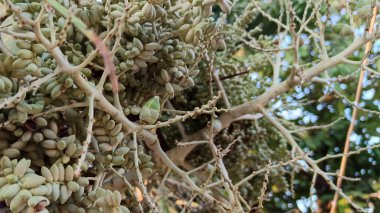 Gelişmekte olan palmiye ağacının meyvesine yaklaş.