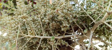 Gelişmekte olan palmiye ağacının meyvesine yaklaş.