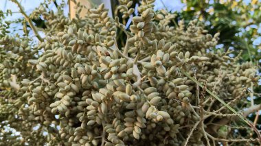 Gelişmekte olan palmiye ağacının meyvesine yaklaş.