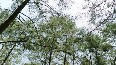 Parlak bulutlu çam ormanının alçak açılı görüntüsü