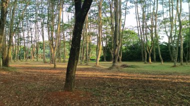 Parlak bulutlu bir çam ormanındaki ağaçların manzarası