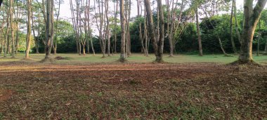 Parlak bulutlu bir çam ormanındaki ağaçların manzarası