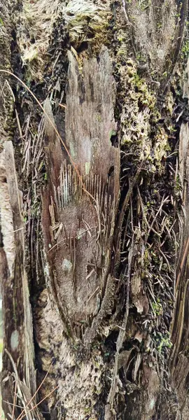 Eski bir yosun ağacının gövdesine yakın