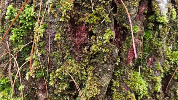 Eski bir yosun ağacının gövdesine yakın
