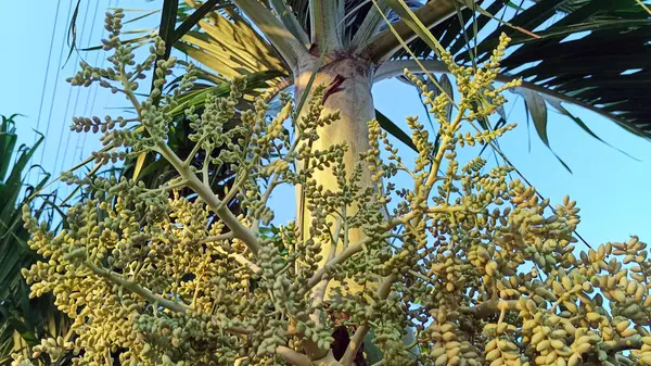Gelişmekte olan palmiye ağacının meyvesine yaklaş.