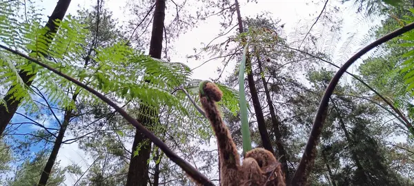 Parlak bulutlu çam ormanının alçak açılı görüntüsü