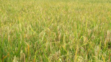 Sarı pirinç tarlaları arka planda ağaçlarla hasat edilmeye hazır.