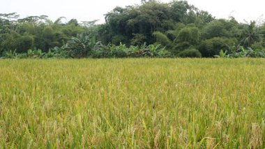 Sarı pirinç tarlaları arka planda ağaçlarla hasat edilmeye hazır.