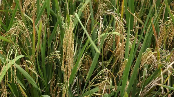 Sarı pirinç tarlaları arka planda ağaçlarla hasat edilmeye hazır.