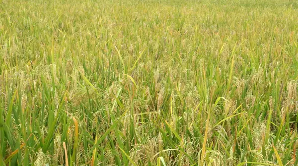 Sarı pirinç tarlaları arka planda ağaçlarla hasat edilmeye hazır.