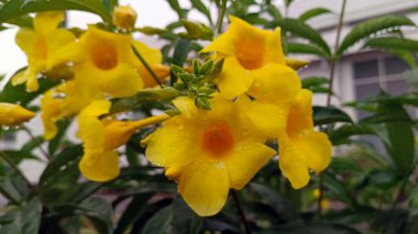 Allamanda katarkası ya da çiçek açmış altın trompet çiçekleri yağmur suyuna maruz kalır.