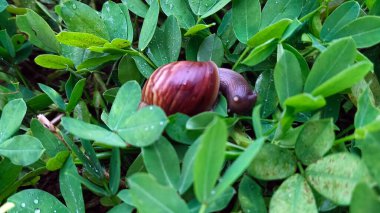Çimenlerde yürüyen bir salyangoz gibi.